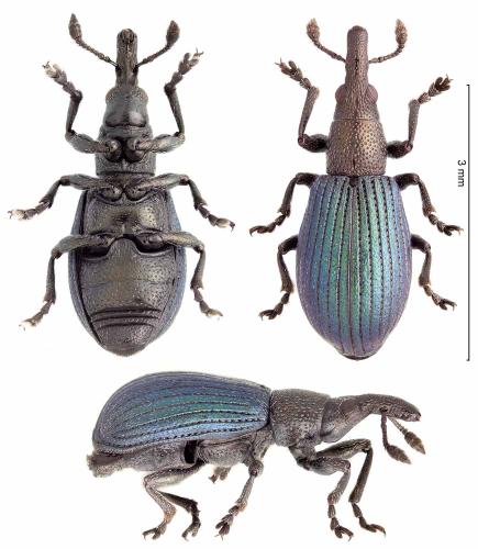 Perapion violaceum